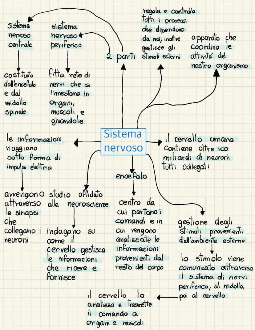 <h2 id="ilcervelloanatomiaefunzioni">Il Cervello: Anatomia e Funzioni</h2>
<p>Il cervello è la parte superiore dell'encefalo, diviso in due 