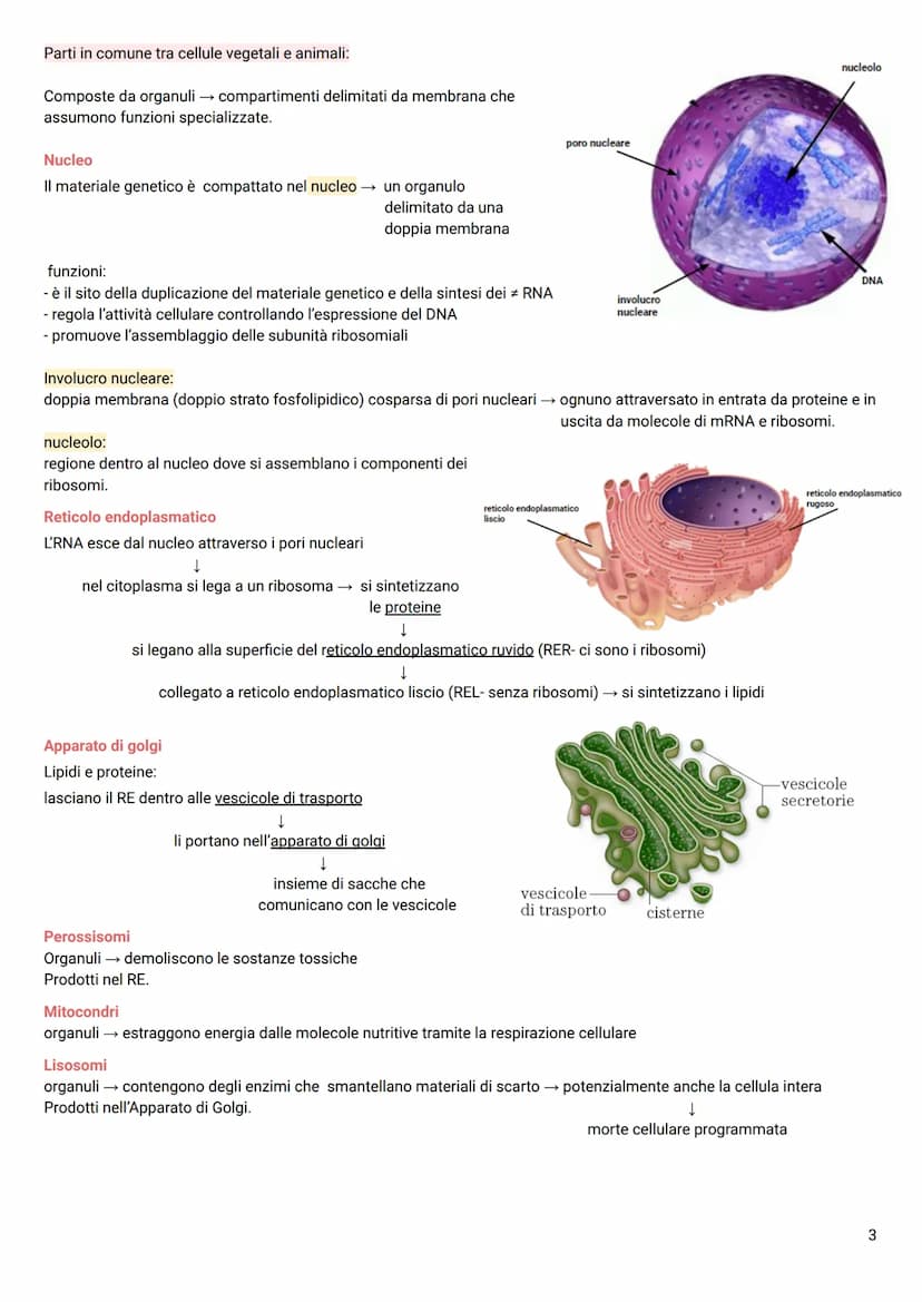 LA CELLULA
Tutti gli organismi viventi → composti da cellule → le più piccole unità della vita autosufficienti
TEORIA CELLULARE
Hooke→ osser