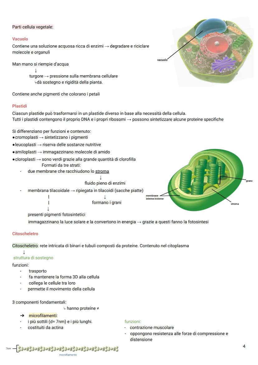 LA CELLULA
Tutti gli organismi viventi → composti da cellule → le più piccole unità della vita autosufficienti
TEORIA CELLULARE
Hooke→ osser
