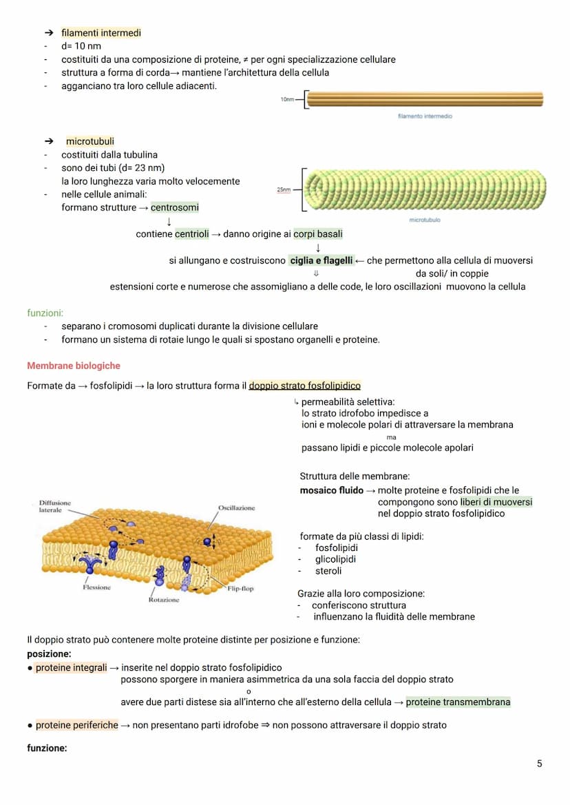 LA CELLULA
Tutti gli organismi viventi → composti da cellule → le più piccole unità della vita autosufficienti
TEORIA CELLULARE
Hooke→ osser