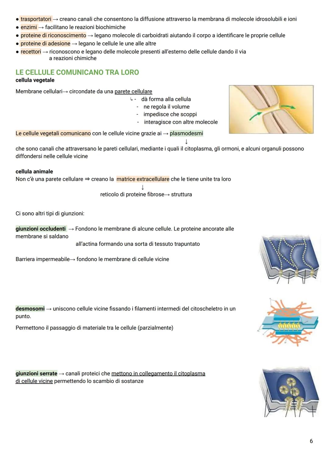 LA CELLULA
Tutti gli organismi viventi → composti da cellule → le più piccole unità della vita autosufficienti
TEORIA CELLULARE
Hooke→ osser