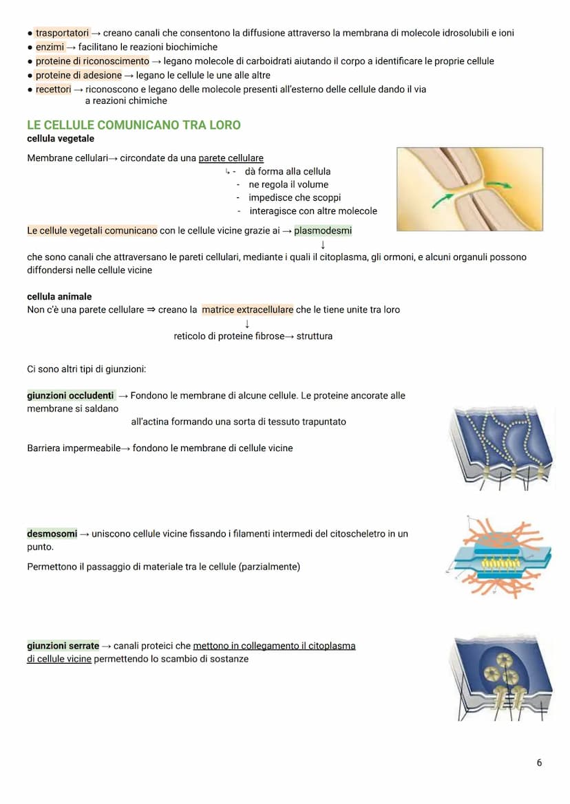 LA CELLULA
Tutti gli organismi viventi → composti da cellule → le più piccole unità della vita autosufficienti
TEORIA CELLULARE
Hooke→ osser