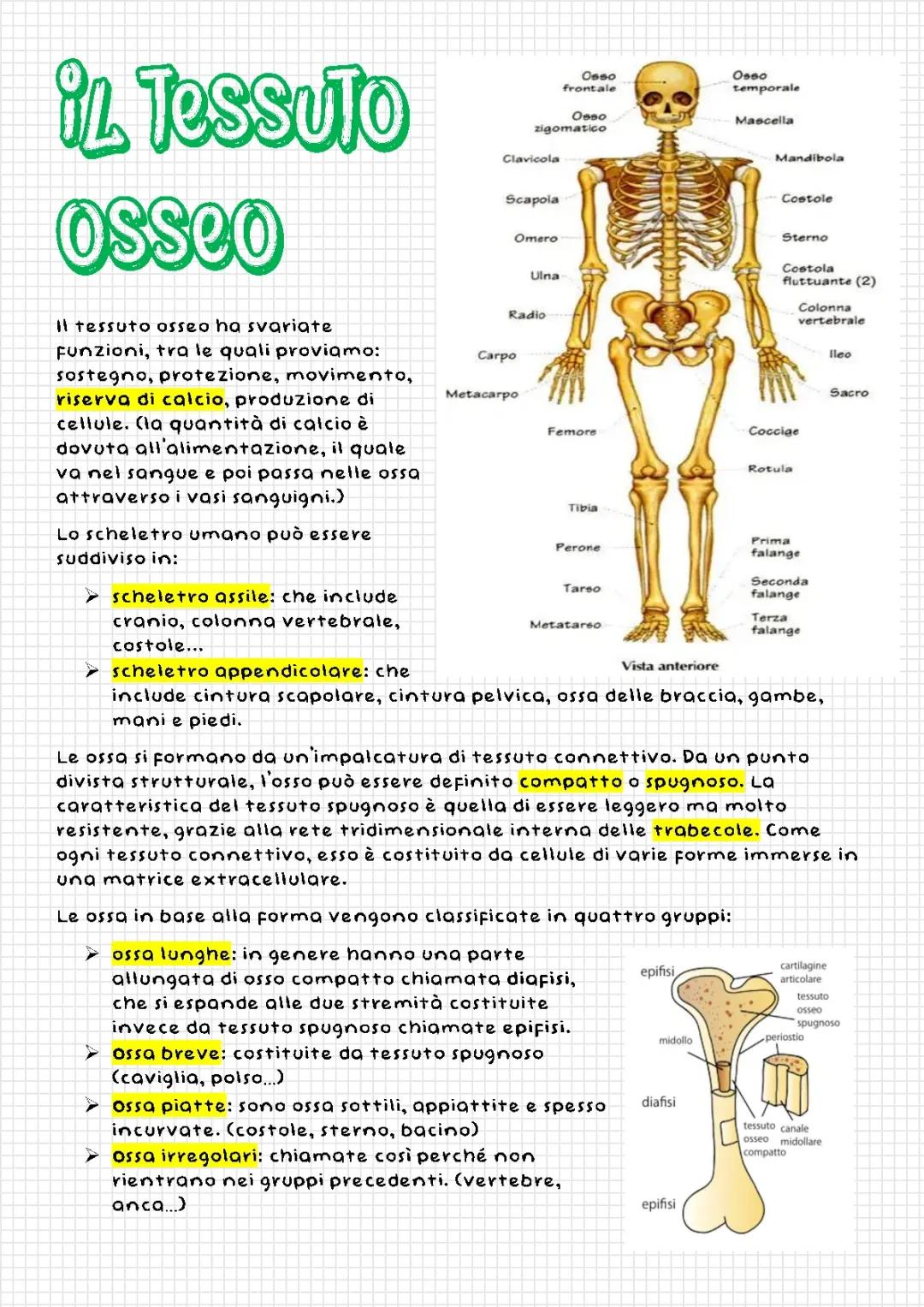 Anatomia dello scheletro umano e della colonna vertebrale
