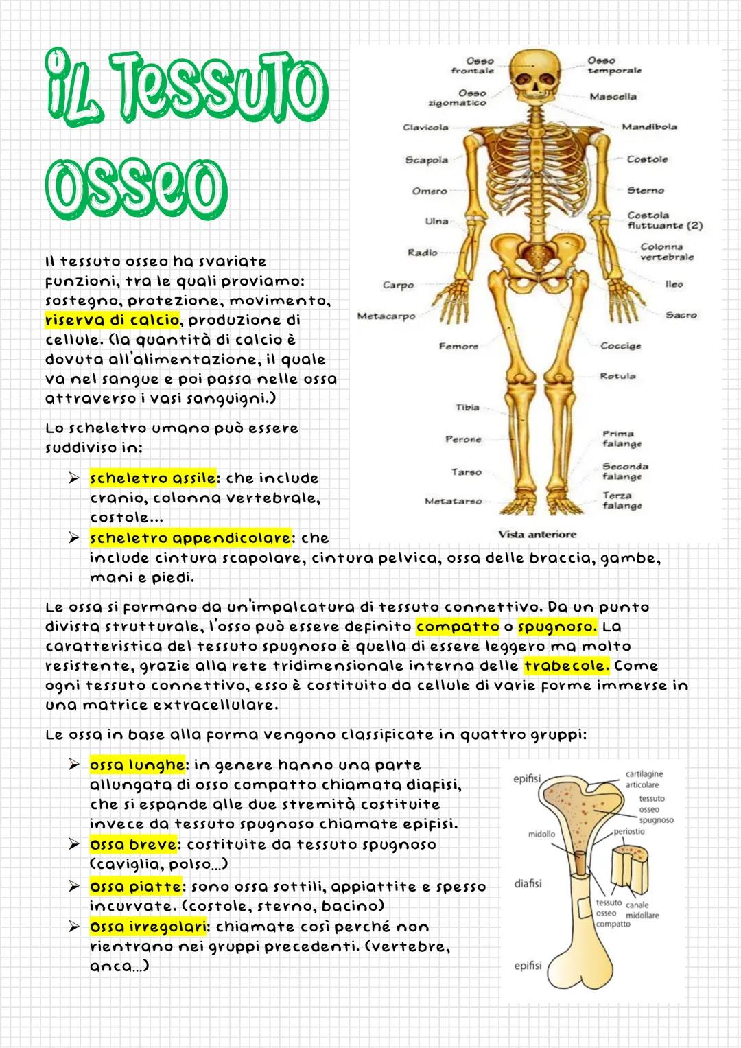 il Tessuto
osseo
Il tessuto osseo ha svariate
Funzioni, tra le quali proviamo:
sostegno, protezione, movimento,
riserva di calcio, produzion
