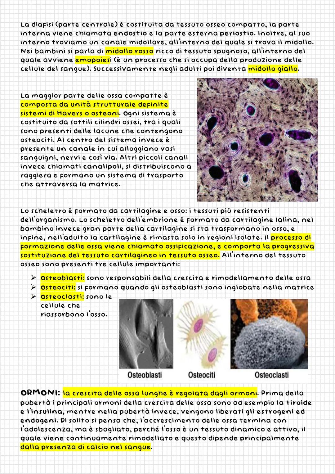 il Tessuto
osseo
Il tessuto osseo ha svariate
Funzioni, tra le quali proviamo:
sostegno, protezione, movimento,
riserva di calcio, produzion