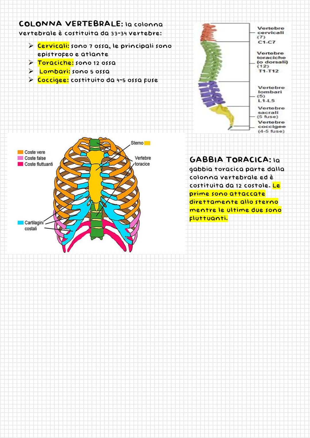 il Tessuto
osseo
Il tessuto osseo ha svariate
Funzioni, tra le quali proviamo:
sostegno, protezione, movimento,
riserva di calcio, produzion
