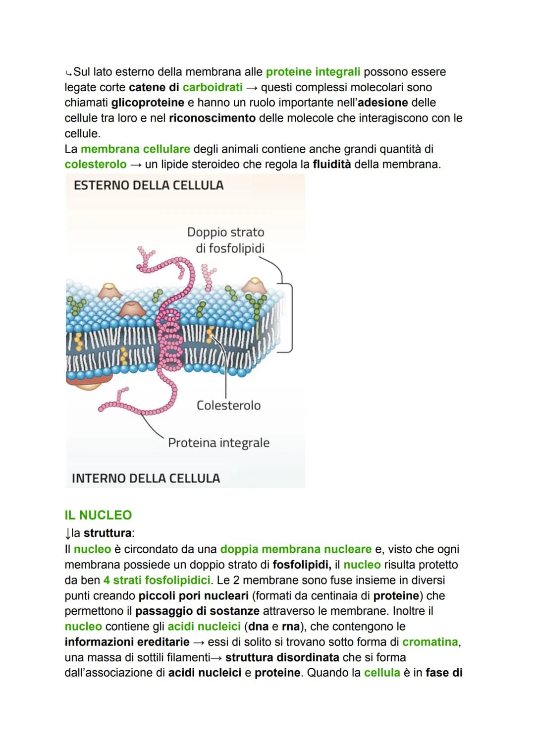 LA CELLULA
GRADO DI COMPLESSITÀ DELLA MATERIA VIVENTE
↳ 1. ATOMO
2. MOLECOLA
3. BIOMOLECOLA
4. CELLULA (la più piccola parte dell'essere viv