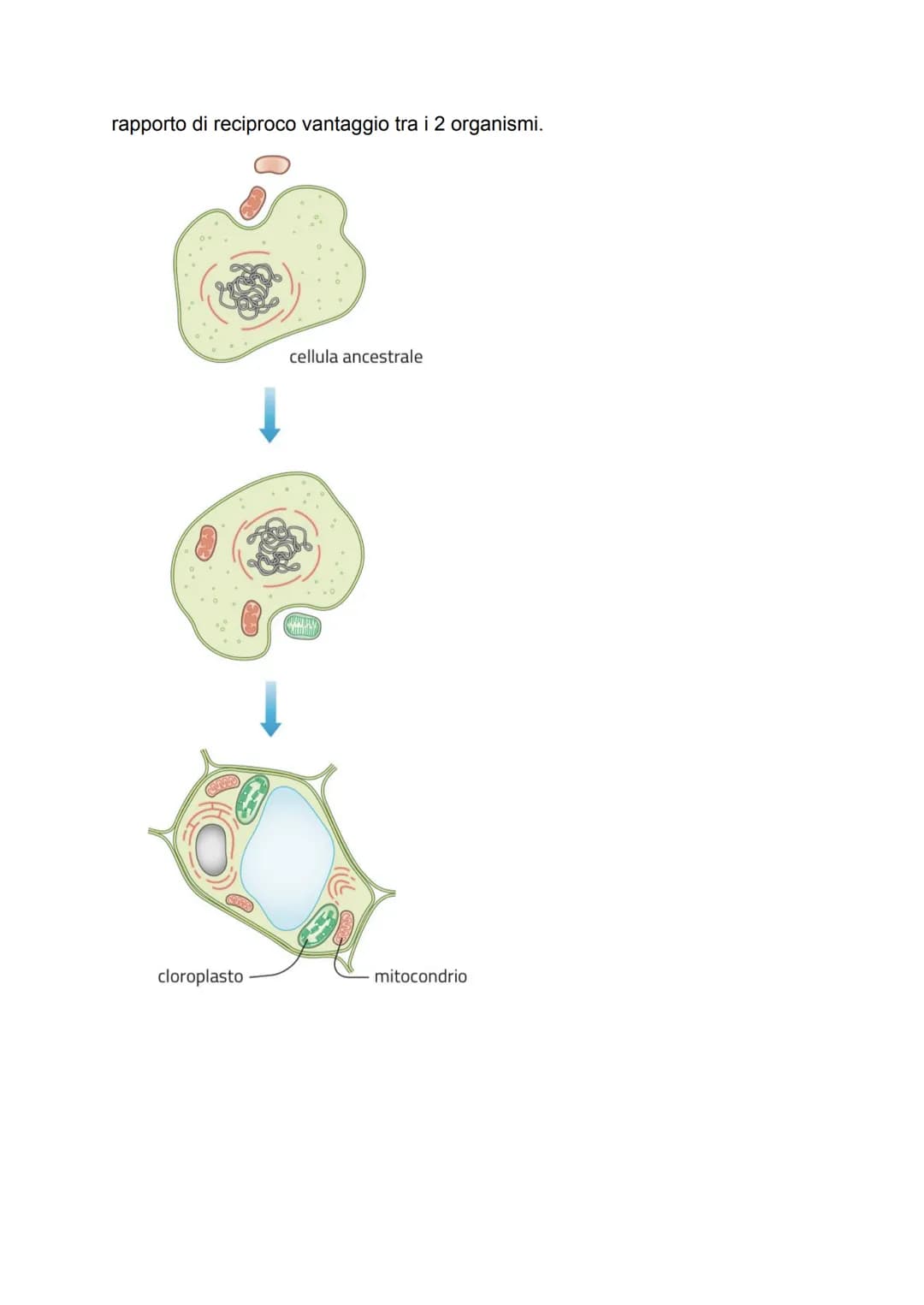 LA CELLULA
GRADO DI COMPLESSITÀ DELLA MATERIA VIVENTE
↳ 1. ATOMO
2. MOLECOLA
3. BIOMOLECOLA
4. CELLULA (la più piccola parte dell'essere viv
