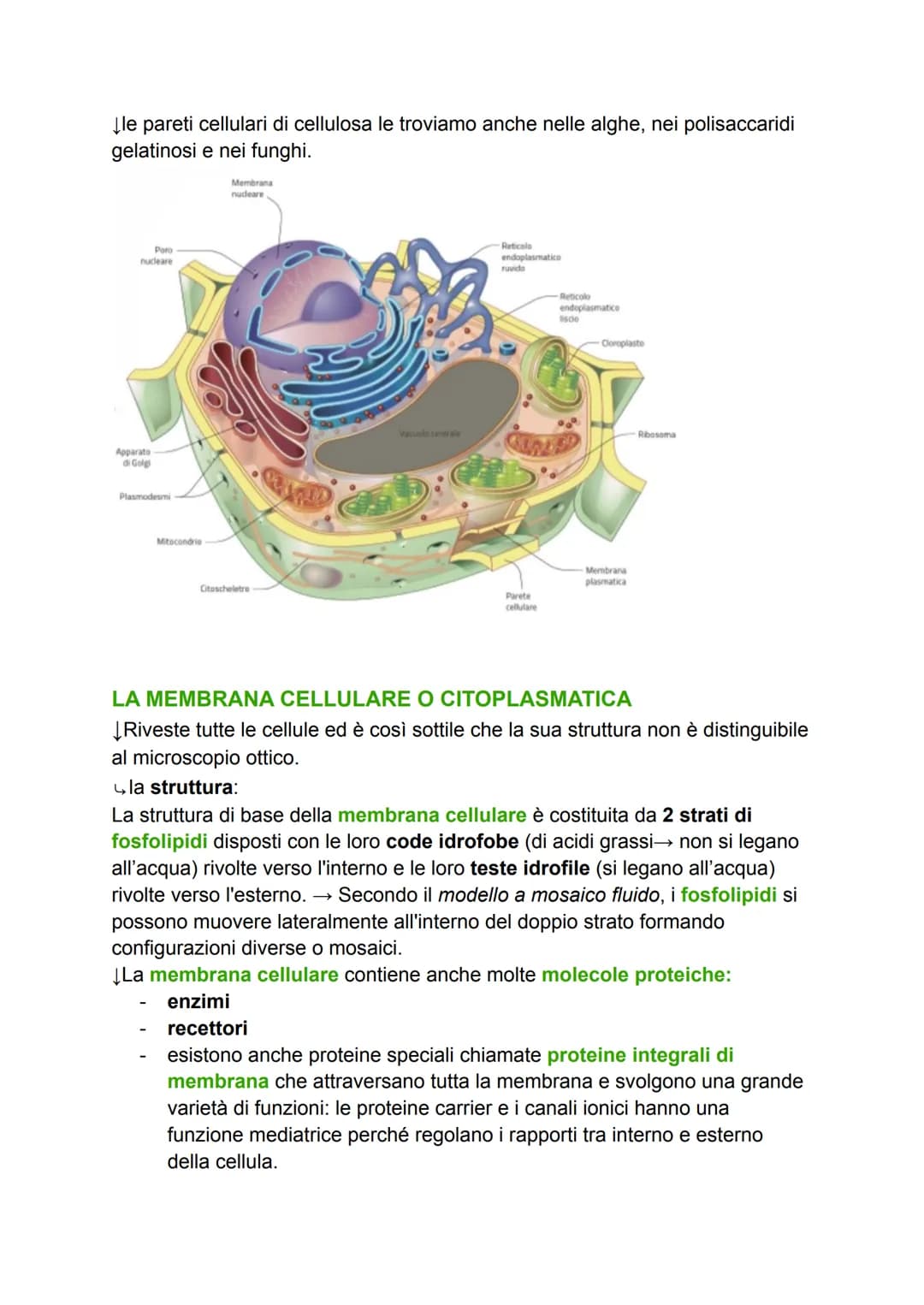LA CELLULA
GRADO DI COMPLESSITÀ DELLA MATERIA VIVENTE
↳ 1. ATOMO
2. MOLECOLA
3. BIOMOLECOLA
4. CELLULA (la più piccola parte dell'essere viv