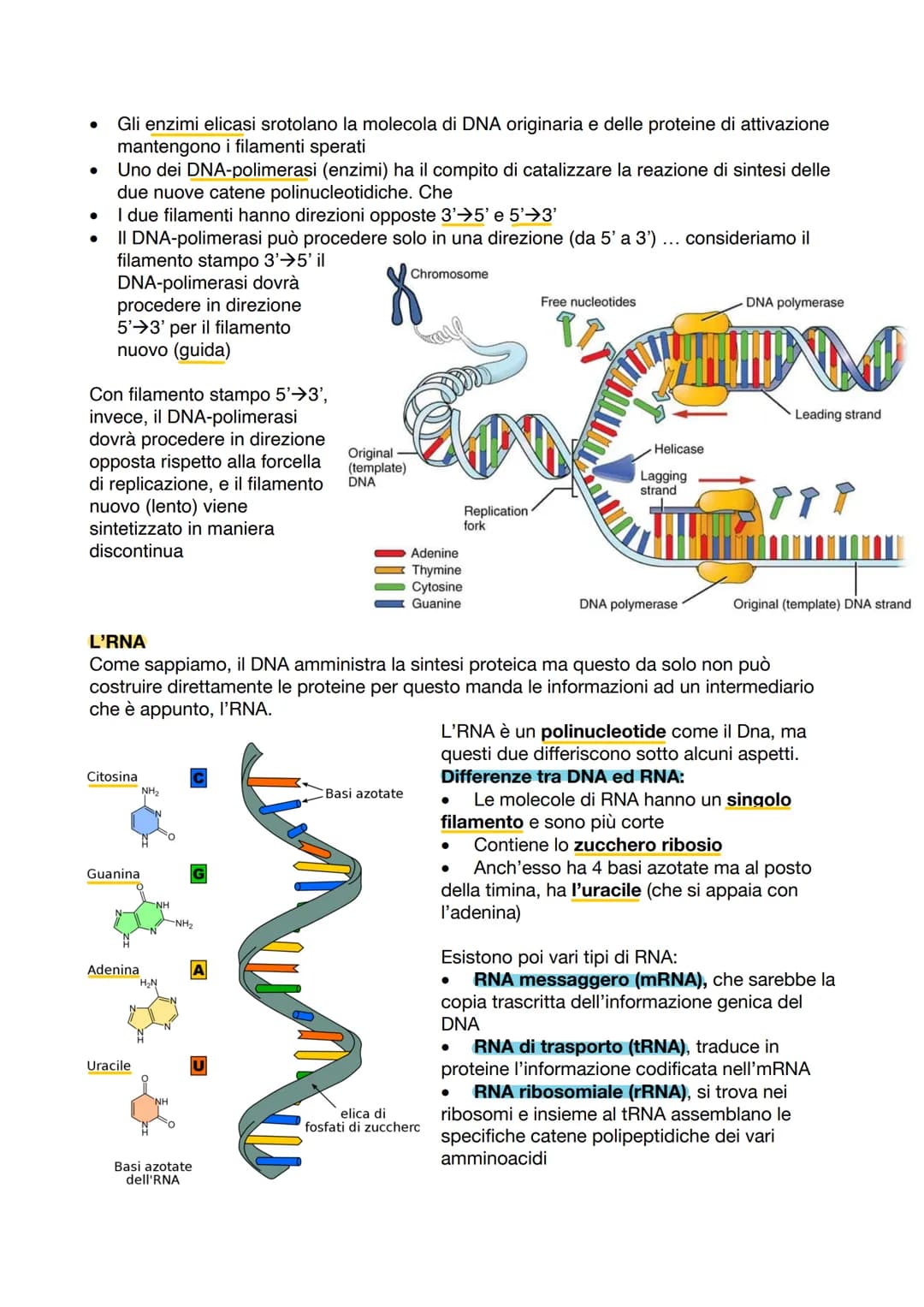 La Doppia Elica del DNA: Riassunto Facile e Divertente