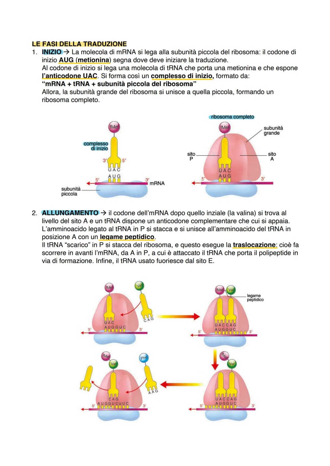 La Doppia Elica del DNA: Riassunto Facile e Divertente