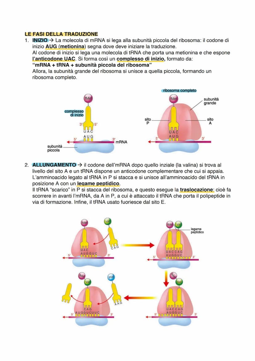 IL DNA
LA STRUTTURA DEL DNA
Watson e Crick scoprono la struttura elicoidale del DNA, spiegando che questa è costituita
da 2 filamenti di pol