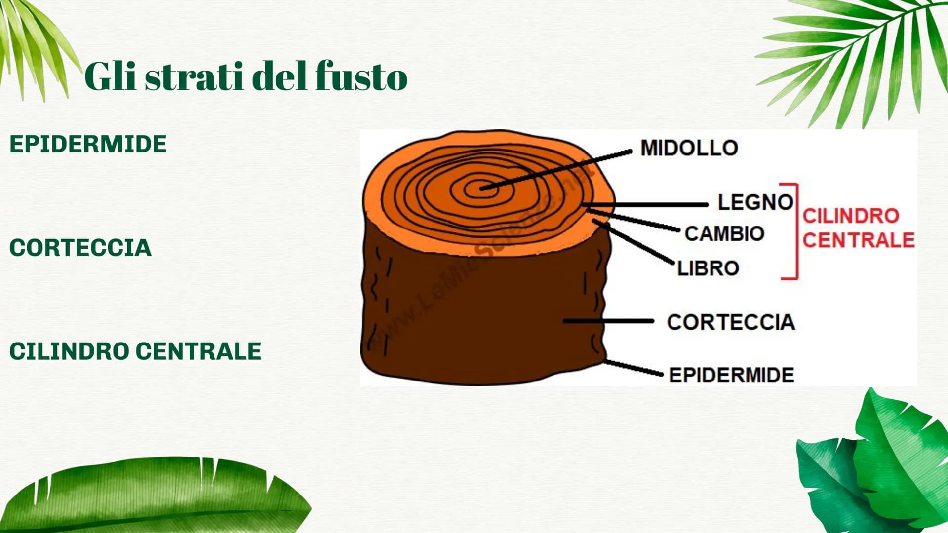 Tutto sulle Parti della Pianta e le loro Funzioni per la Scuola Primaria