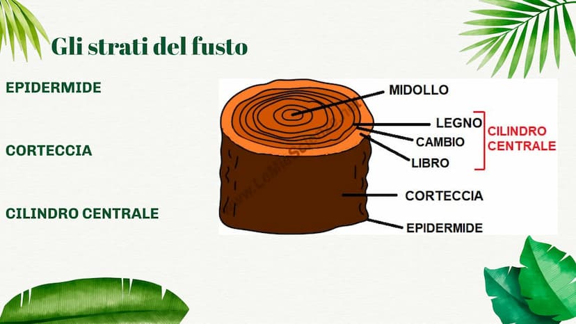 
<p>La pianta è formata da una parte sotterranea e da una parte aerea. Ognuna di queste parti ha funzioni specifiche che permettono alla pia