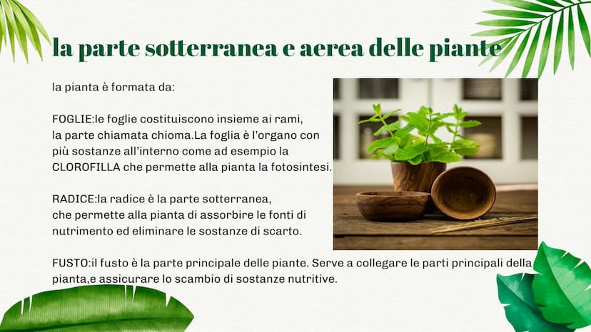 
<p>La pianta è formata da una parte sotterranea e da una parte aerea. Ognuna di queste parti ha funzioni specifiche che permettono alla pia