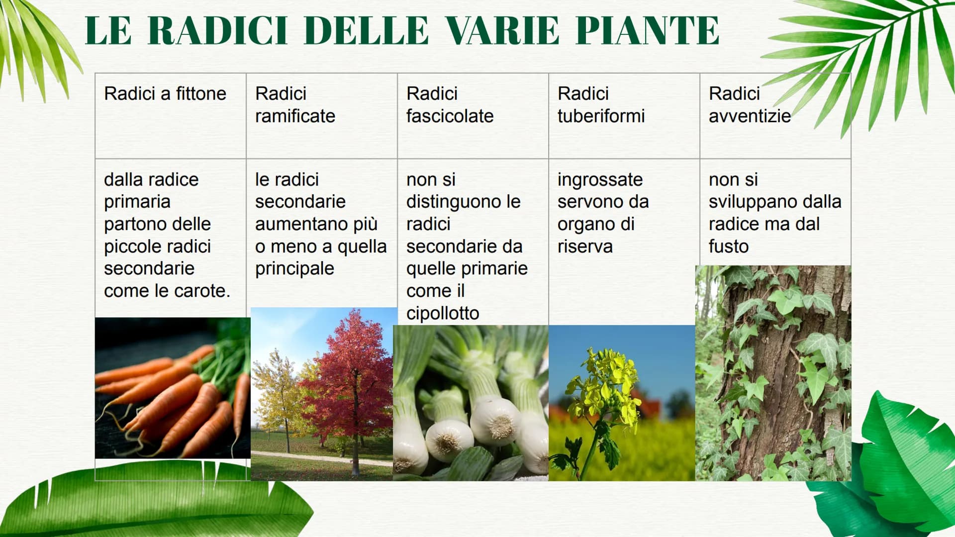 
<p>La pianta è formata da una parte sotterranea e da una parte aerea. Ognuna di queste parti ha funzioni specifiche che permettono alla pia