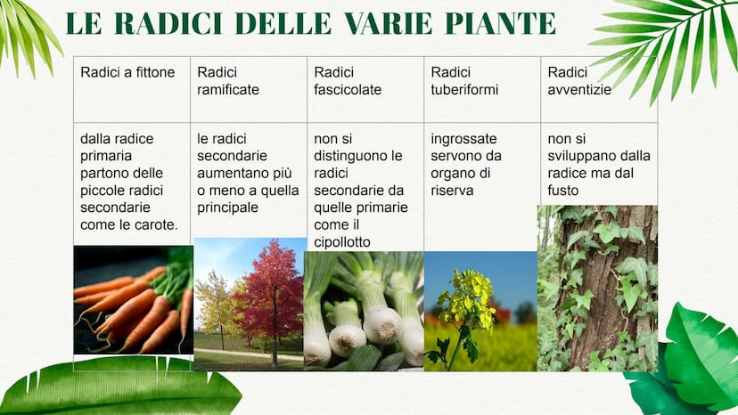 
<p>La pianta è formata da una parte sotterranea e da una parte aerea. Ognuna di queste parti ha funzioni specifiche che permettono alla pia