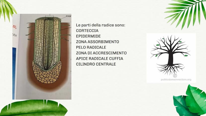 
<p>La pianta è formata da una parte sotterranea e da una parte aerea. Ognuna di queste parti ha funzioni specifiche che permettono alla pia