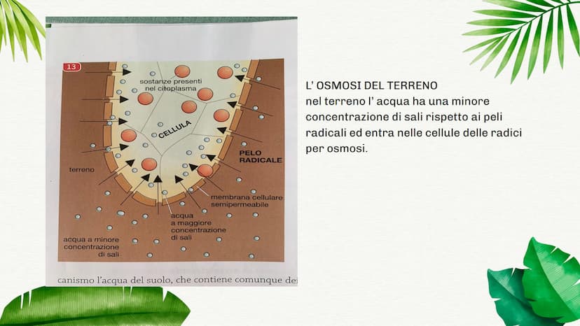 
<p>La pianta è formata da una parte sotterranea e da una parte aerea. Ognuna di queste parti ha funzioni specifiche che permettono alla pia