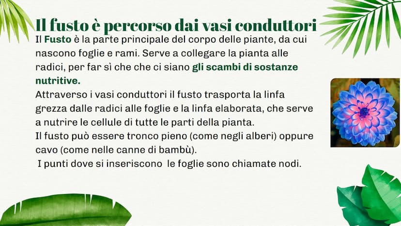 
<p>La pianta è formata da una parte sotterranea e da una parte aerea. Ognuna di queste parti ha funzioni specifiche che permettono alla pia