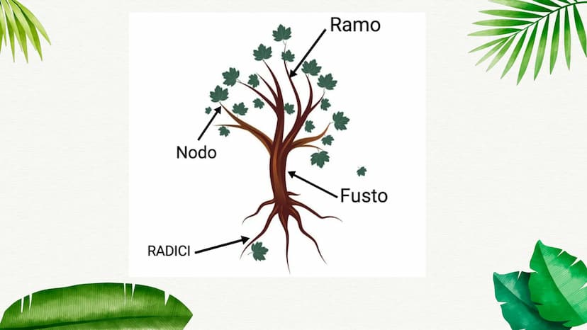 
<p>La pianta è formata da una parte sotterranea e da una parte aerea. Ognuna di queste parti ha funzioni specifiche che permettono alla pia