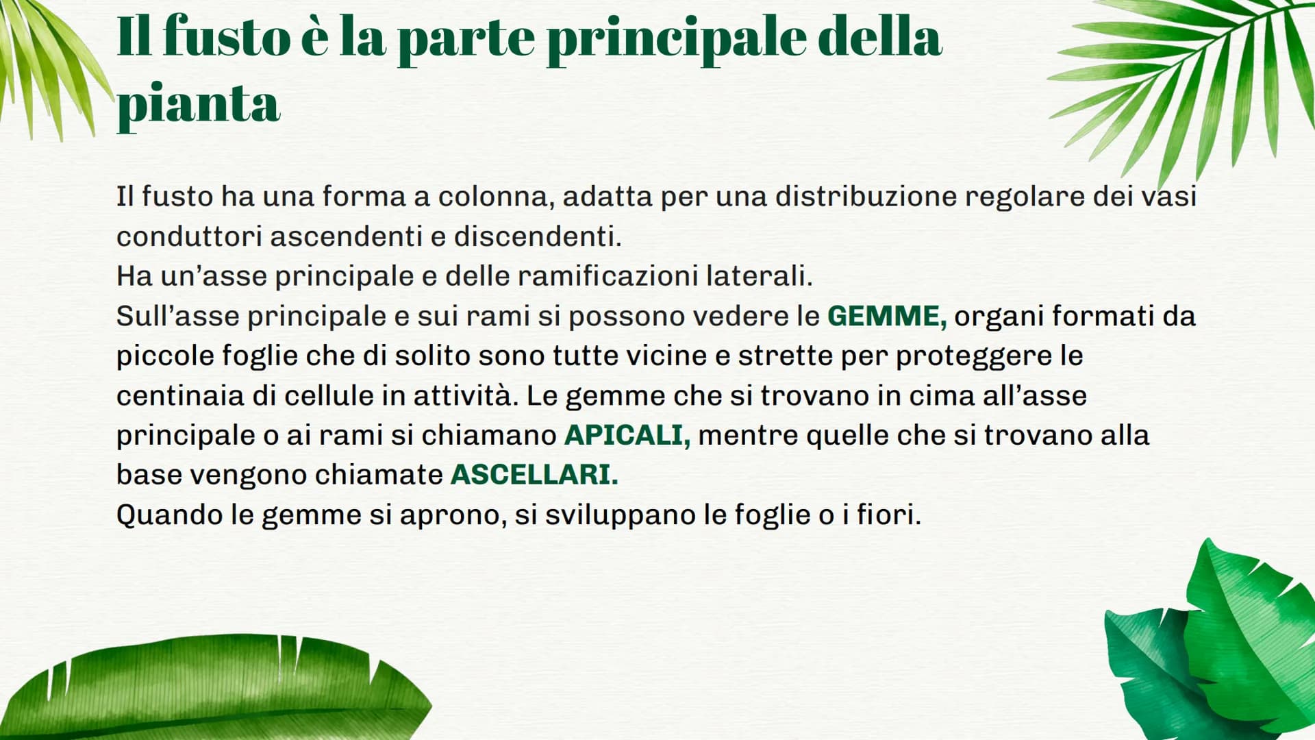 Tutto sulle Parti della Pianta e le loro Funzioni per la Scuola Primaria