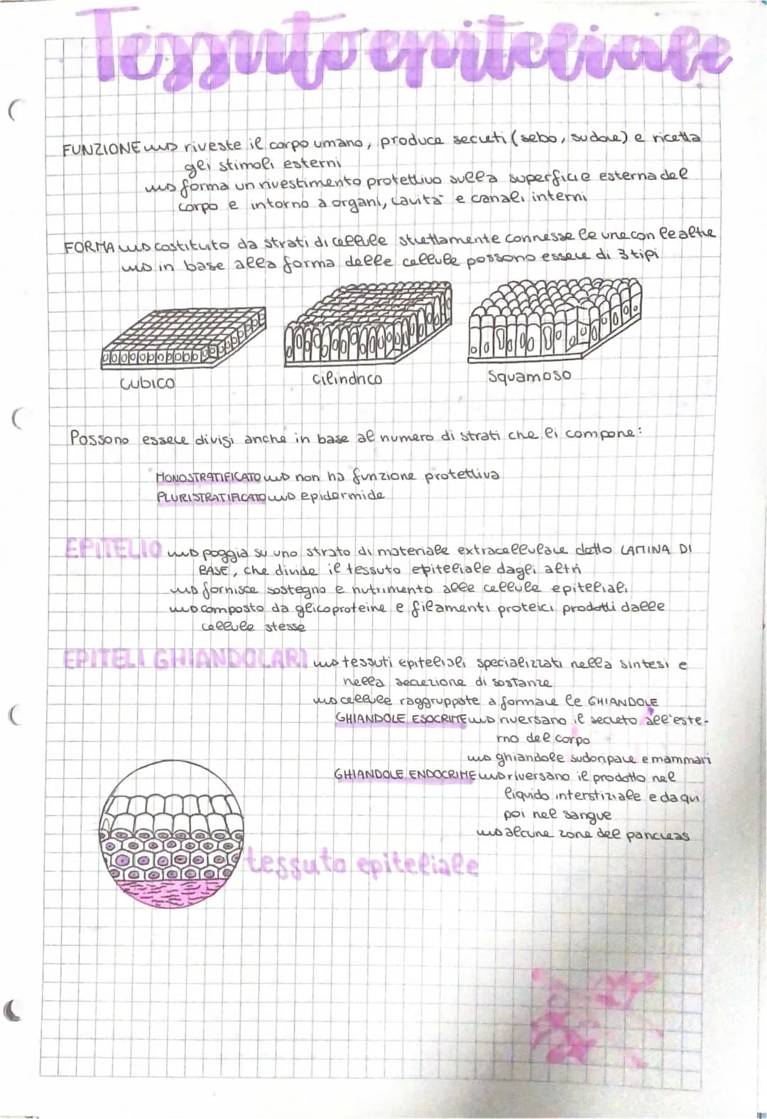 Tessuto Epiteliale: Riassunto, Schema Riassuntivo, e Caratteristiche