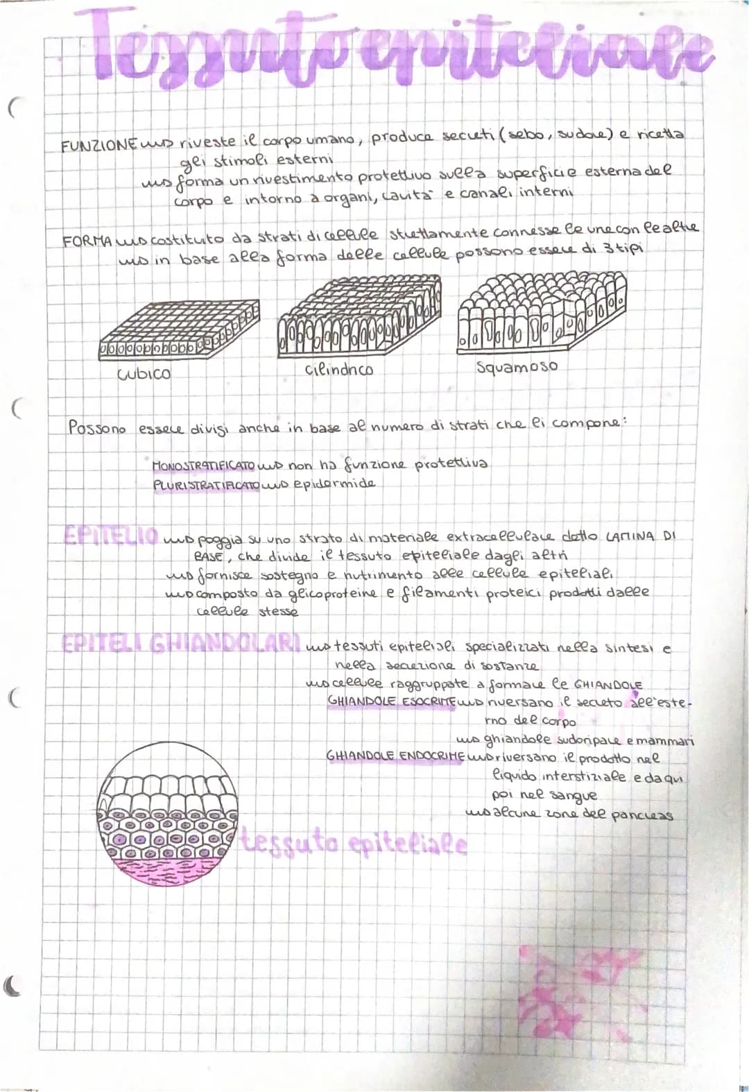 <h2 id="caratteristichedeltessutoepiteliale">Caratteristiche del tessuto epiteliale</h2>
<p>Il tessuto epiteliale riveste il corpo umano, pr