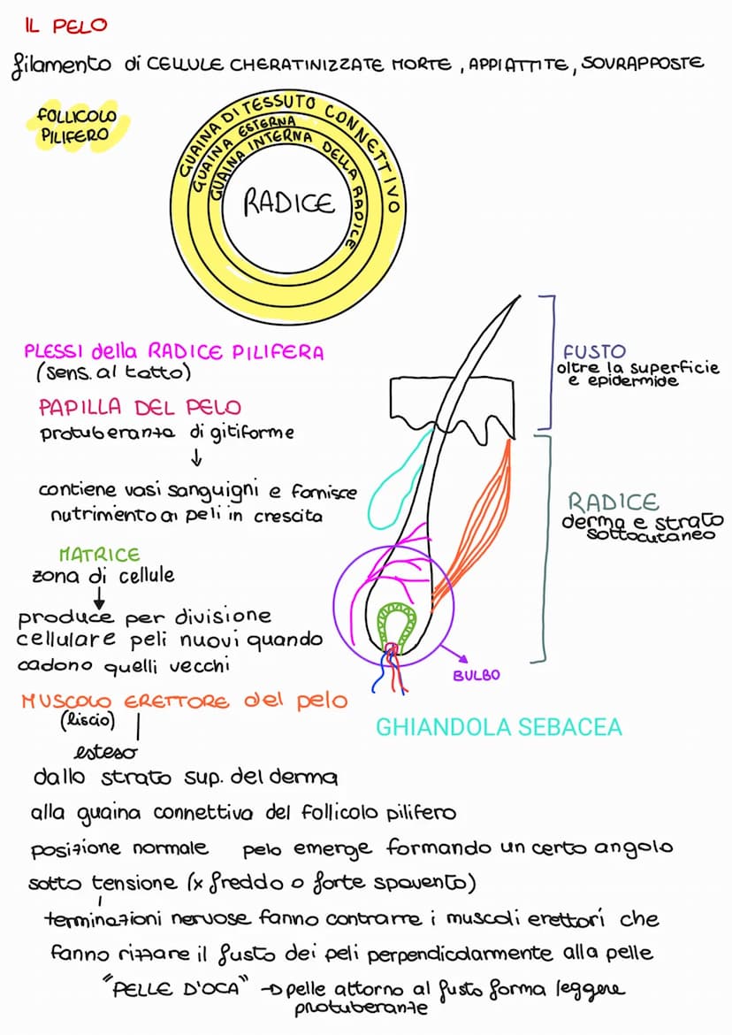 vista in sezione della pelle
e dello strato sottocutaneo
CRESTA EPIDERMICA
PAPILLA DERMICA
CORPUSCOLO TATTILE.
MUSCOLO ERETTORE
del PELO
fou