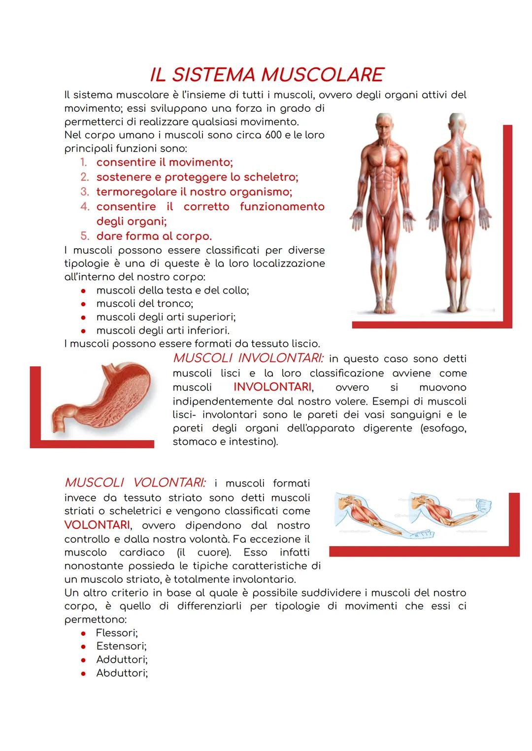 IL SISTEMA MUSCOLARE
Il sistema muscolare è l'insieme di tutti i muscoli, ovvero degli organi attivi del
movimento; essi sviluppano una forz
