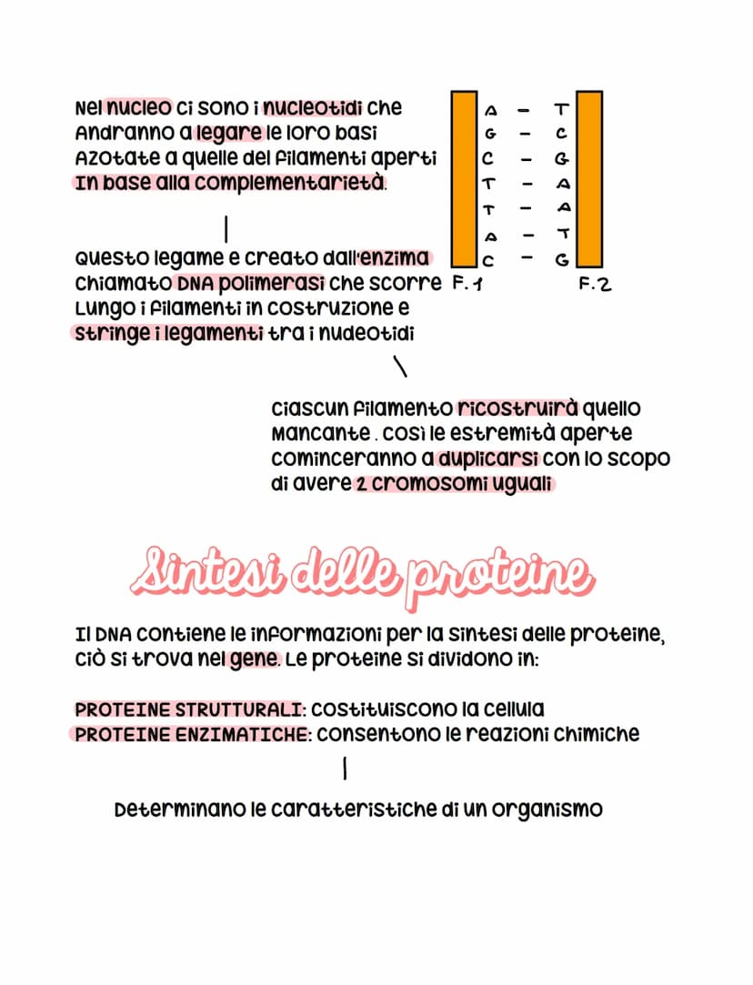 apna
ogni organismo possiede all'interno del nucleo il DNA (acido
desossiribonucleico) che contiene il patrimonio ereditario
di un organismo