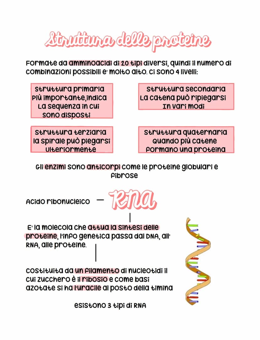 apna
ogni organismo possiede all'interno del nucleo il DNA (acido
desossiribonucleico) che contiene il patrimonio ereditario
di un organismo