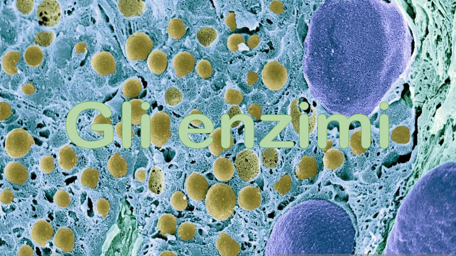 Gli enzimi # Cosa sono gli enzimi?

Gli enzimi sono catalizzatori biologici di origine proteica la cui funzione è quella di
velocizzare le r