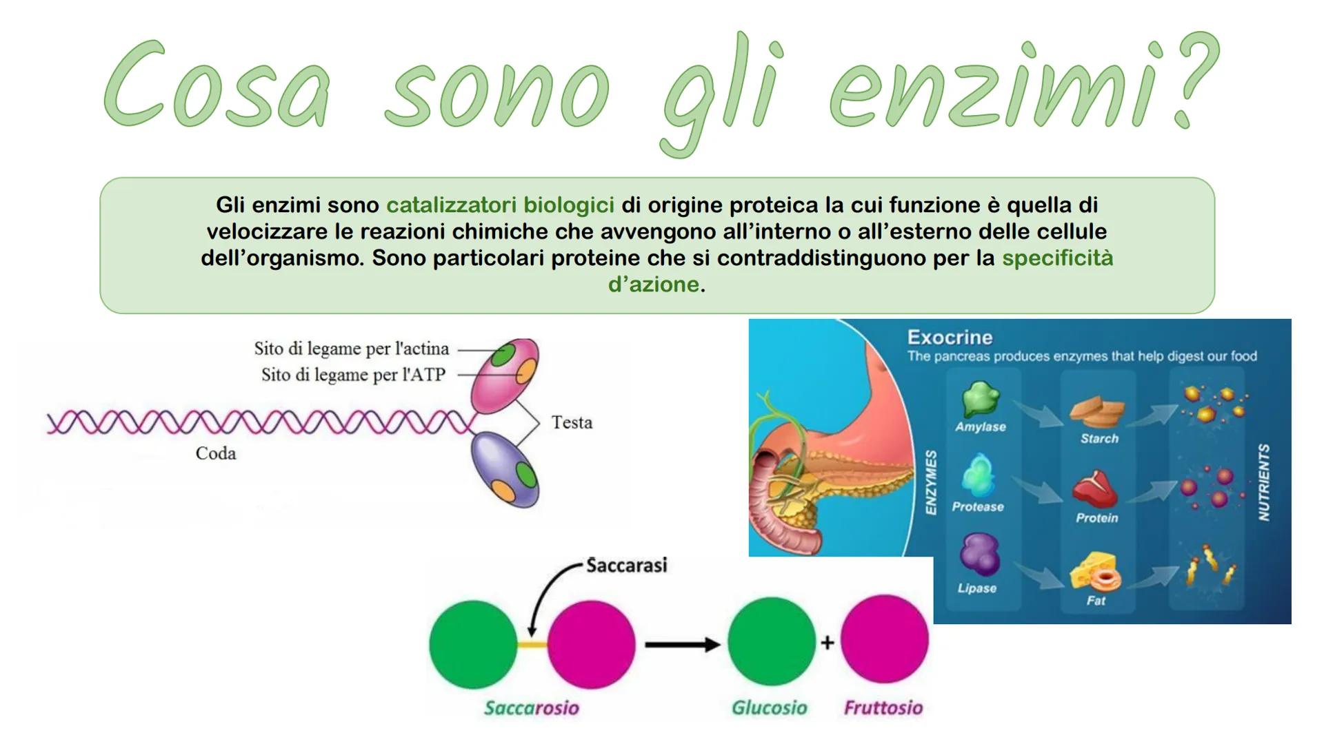 Gli enzimi # Cosa sono gli enzimi?

Gli enzimi sono catalizzatori biologici di origine proteica la cui funzione è quella di
velocizzare le r