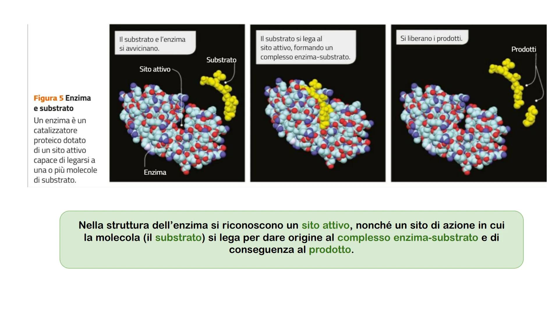 Gli enzimi # Cosa sono gli enzimi?

Gli enzimi sono catalizzatori biologici di origine proteica la cui funzione è quella di
velocizzare le r