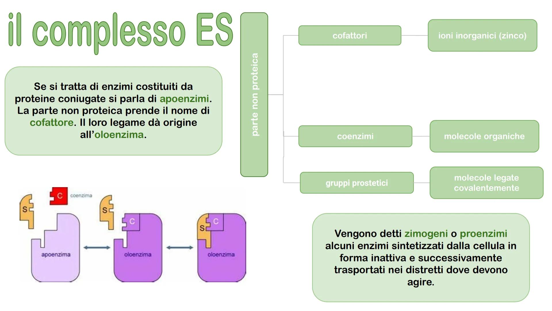 Gli enzimi # Cosa sono gli enzimi?

Gli enzimi sono catalizzatori biologici di origine proteica la cui funzione è quella di
velocizzare le r
