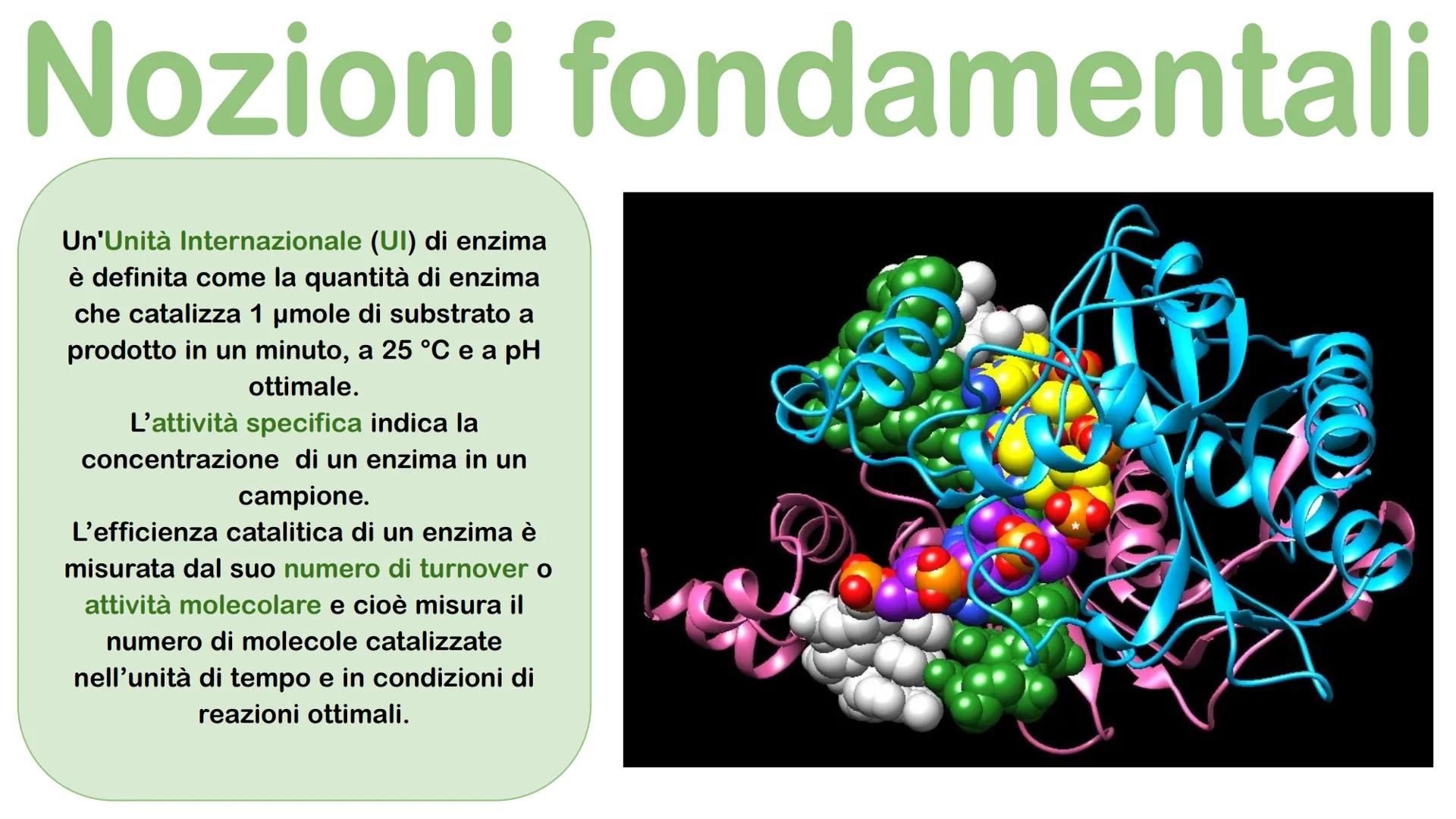 Gli enzimi # Cosa sono gli enzimi?

Gli enzimi sono catalizzatori biologici di origine proteica la cui funzione è quella di
velocizzare le r