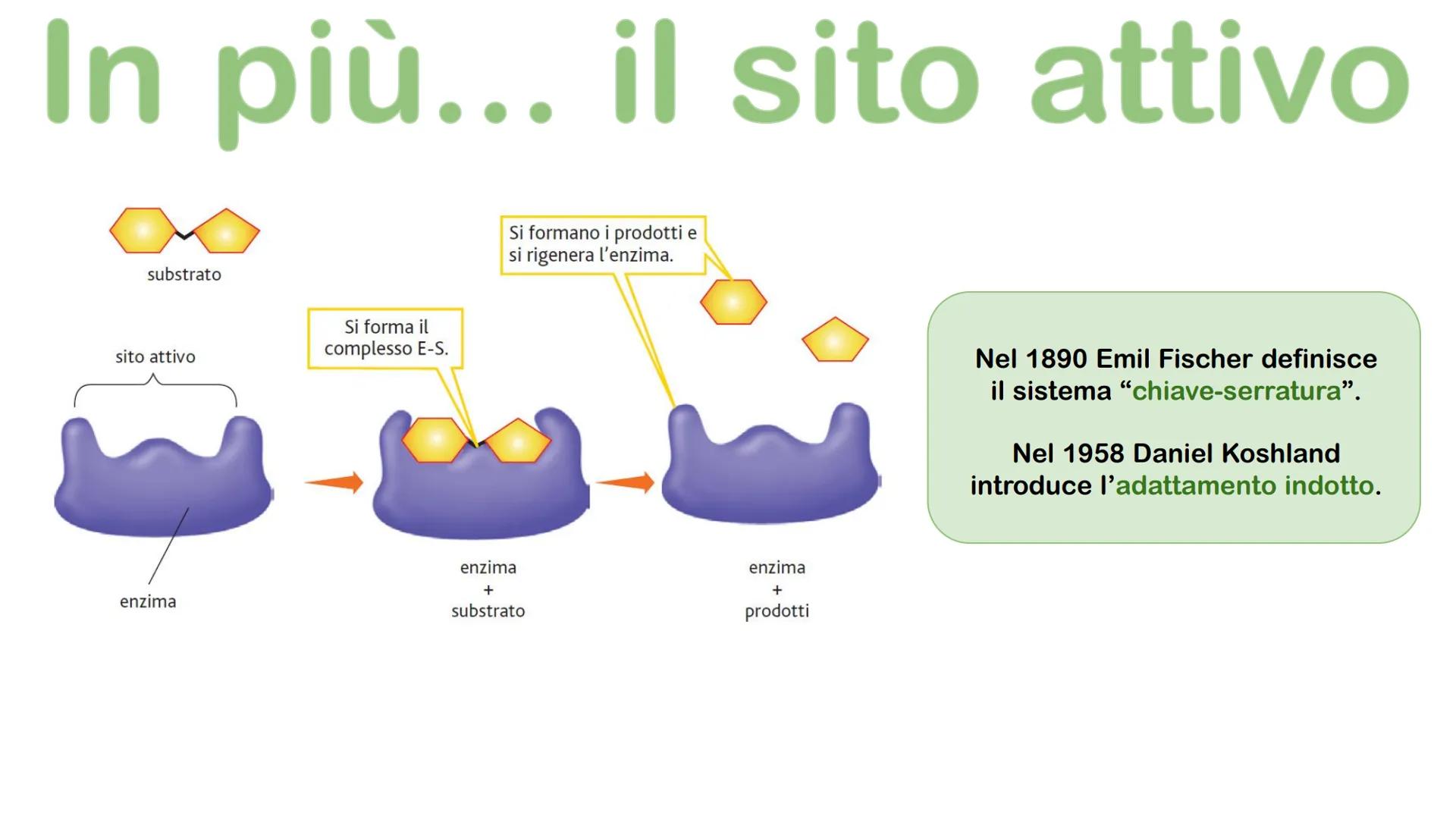 Gli enzimi # Cosa sono gli enzimi?

Gli enzimi sono catalizzatori biologici di origine proteica la cui funzione è quella di
velocizzare le r