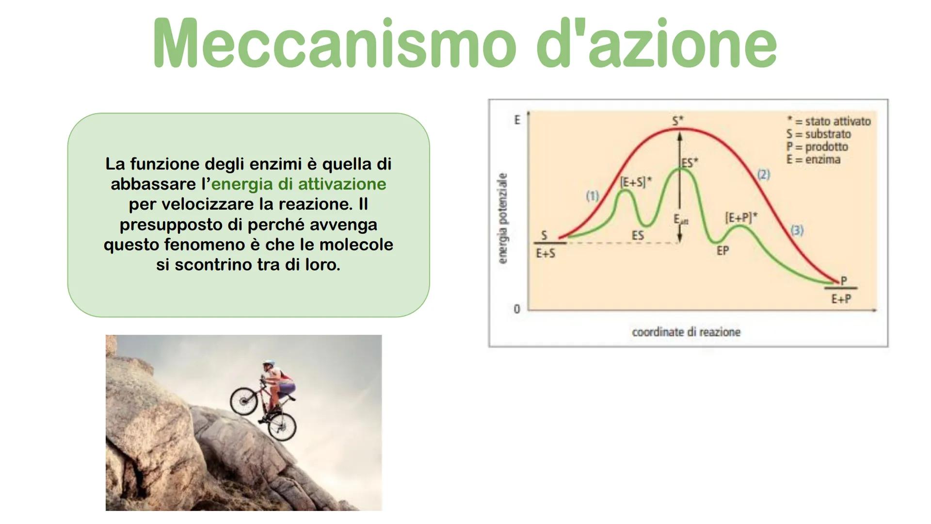 Gli enzimi # Cosa sono gli enzimi?

Gli enzimi sono catalizzatori biologici di origine proteica la cui funzione è quella di
velocizzare le r