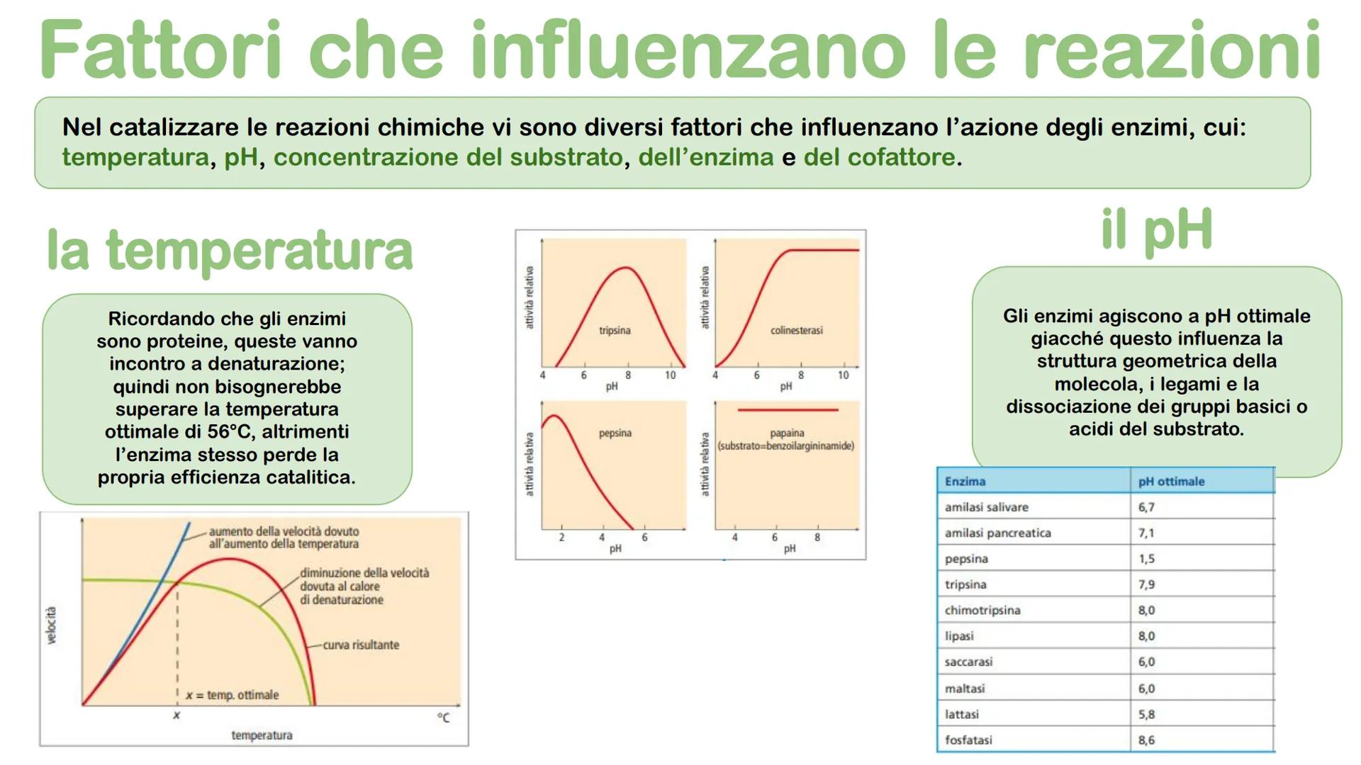 Gli enzimi # Cosa sono gli enzimi?

Gli enzimi sono catalizzatori biologici di origine proteica la cui funzione è quella di
velocizzare le r
