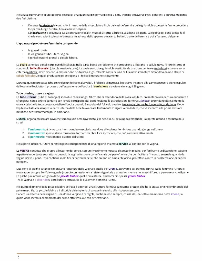 L'APPARATO RIPRODUTTORE
BIOLOGIA
GLI APPARATI RIPRODUTTORI MASCHILE E FEMMINILE
Per riproduzione si intende il processo grazie al quale veng