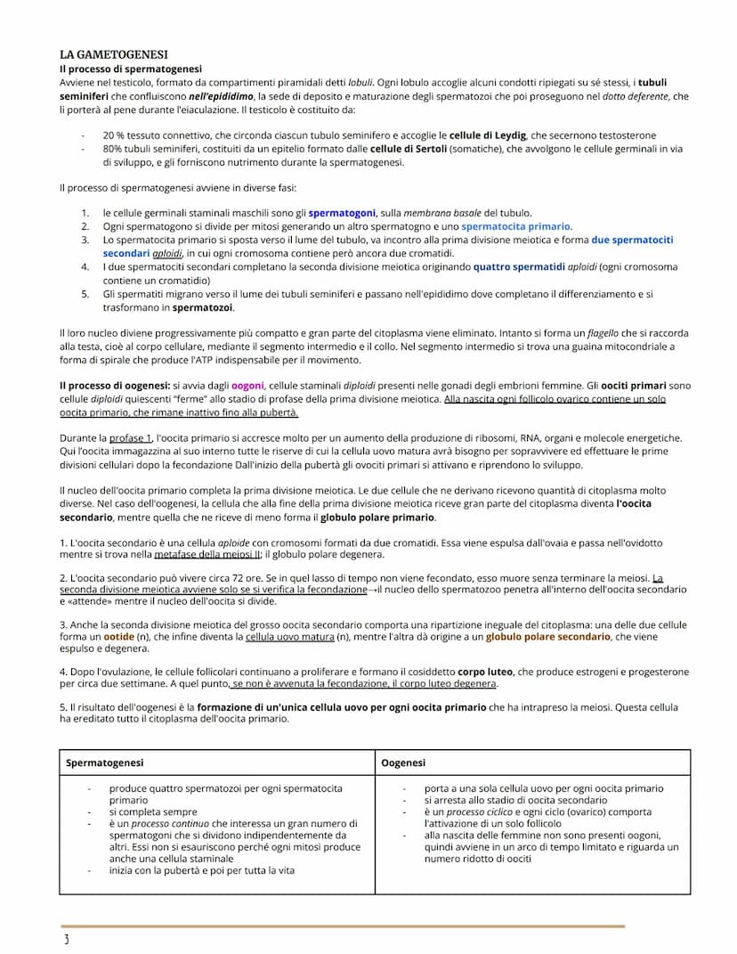 L'APPARATO RIPRODUTTORE
BIOLOGIA
GLI APPARATI RIPRODUTTORI MASCHILE E FEMMINILE
Per riproduzione si intende il processo grazie al quale veng