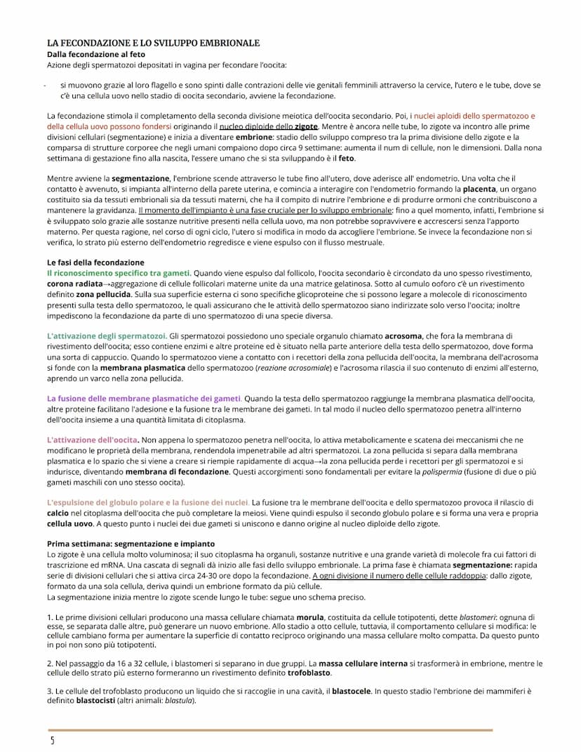 L'APPARATO RIPRODUTTORE
BIOLOGIA
GLI APPARATI RIPRODUTTORI MASCHILE E FEMMINILE
Per riproduzione si intende il processo grazie al quale veng