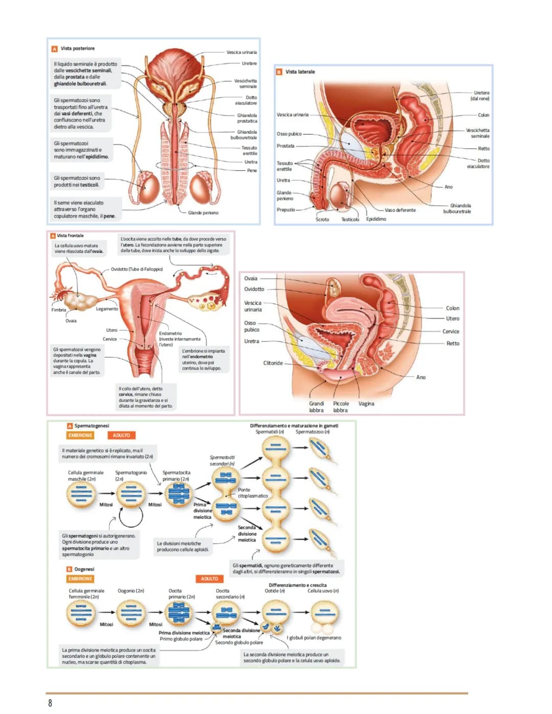 L'APPARATO RIPRODUTTORE
BIOLOGIA
GLI APPARATI RIPRODUTTORI MASCHILE E FEMMINILE
Per riproduzione si intende il processo grazie al quale veng