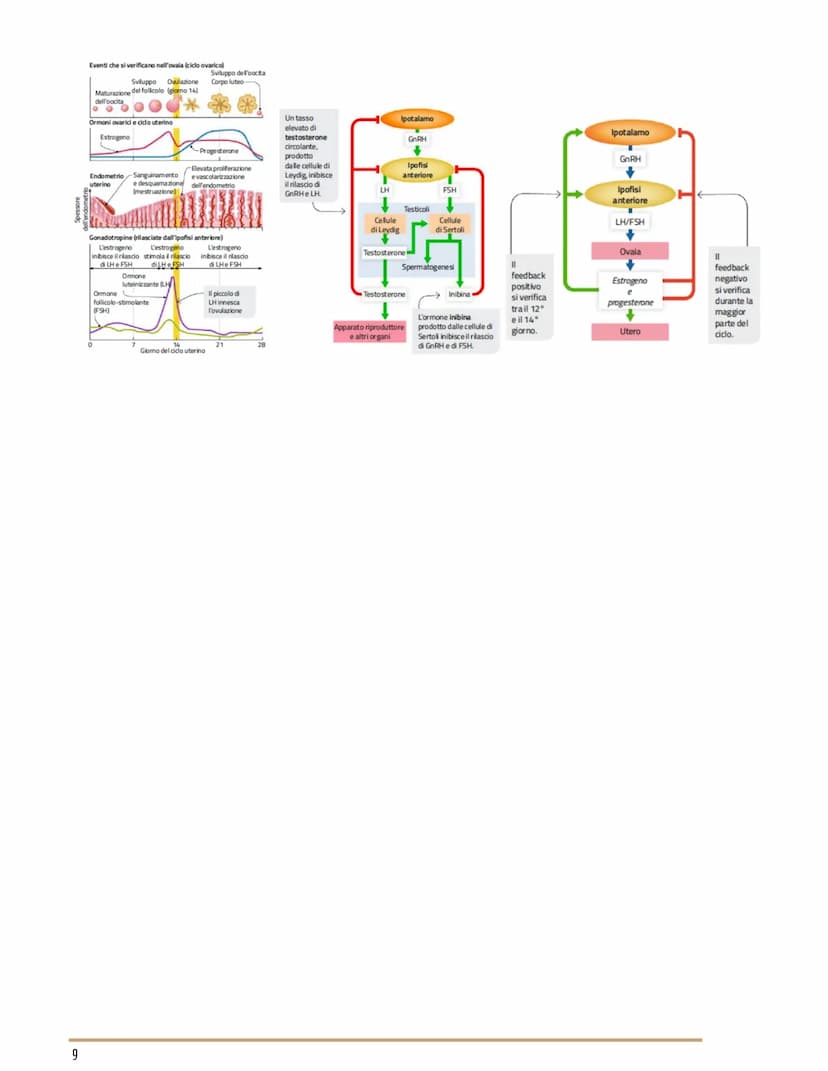 L'APPARATO RIPRODUTTORE
BIOLOGIA
GLI APPARATI RIPRODUTTORI MASCHILE E FEMMINILE
Per riproduzione si intende il processo grazie al quale veng