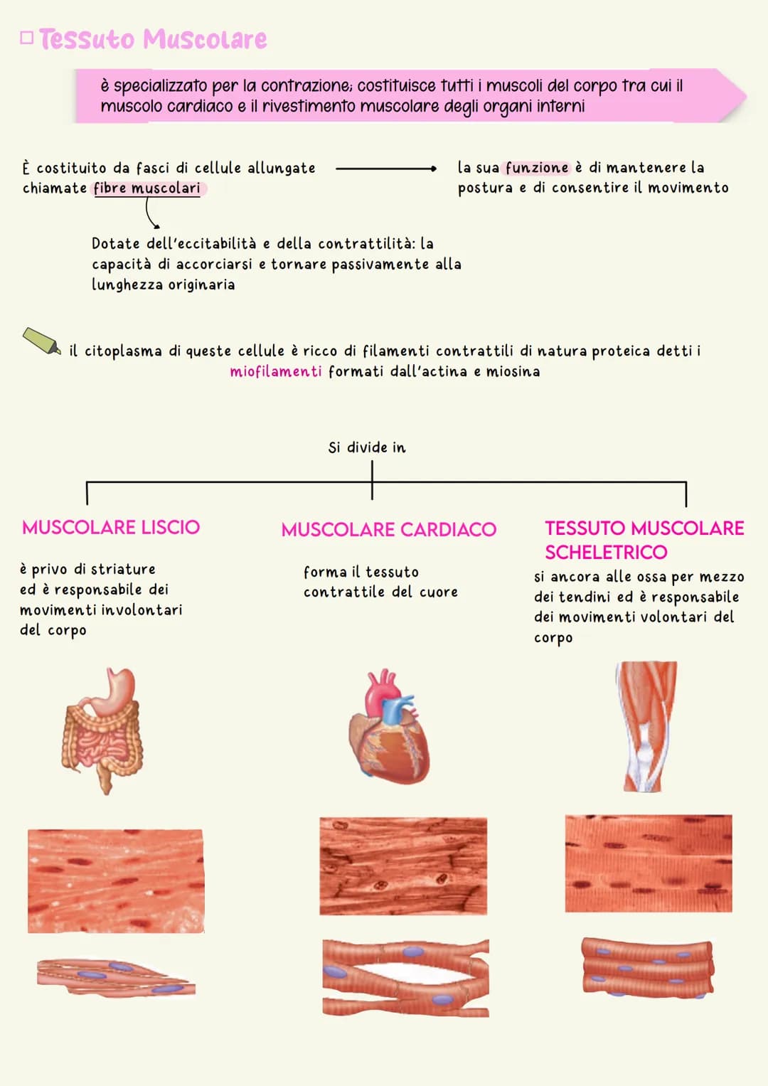ATOMI
ORGANISMO
filamenti intermedi
spazio tra le cellule.
ioni/piccole molecole-
Gli organismi viventi sono organizzati secondo una gerarch