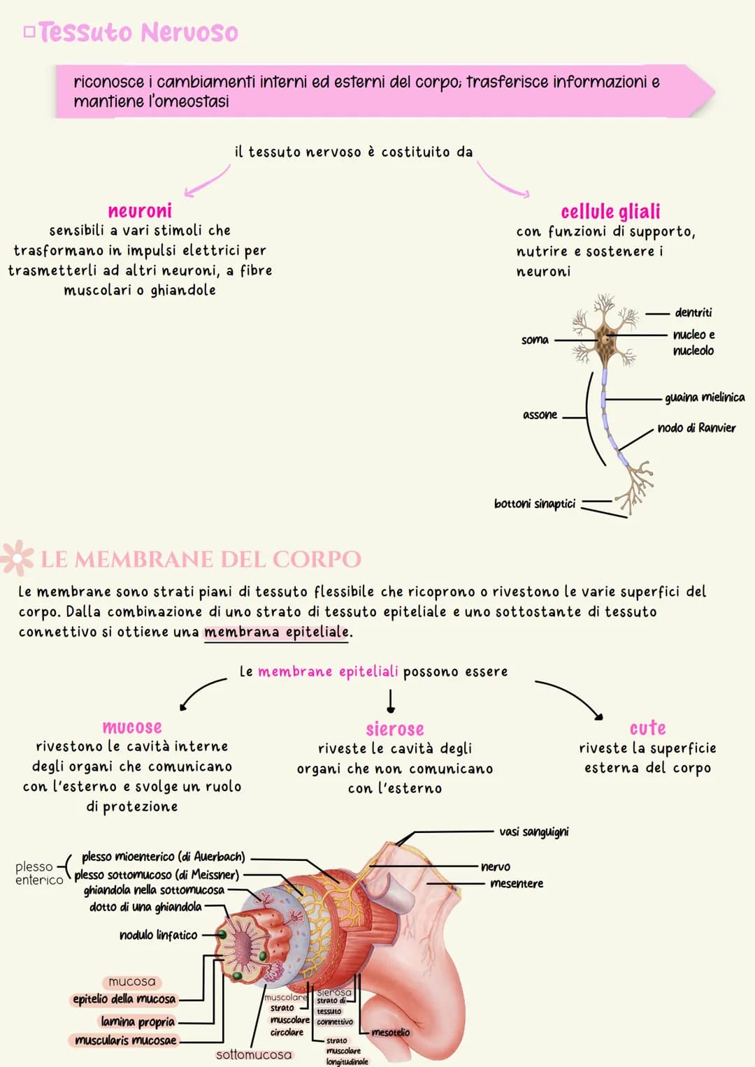 ATOMI
ORGANISMO
filamenti intermedi
spazio tra le cellule.
ioni/piccole molecole-
Gli organismi viventi sono organizzati secondo una gerarch