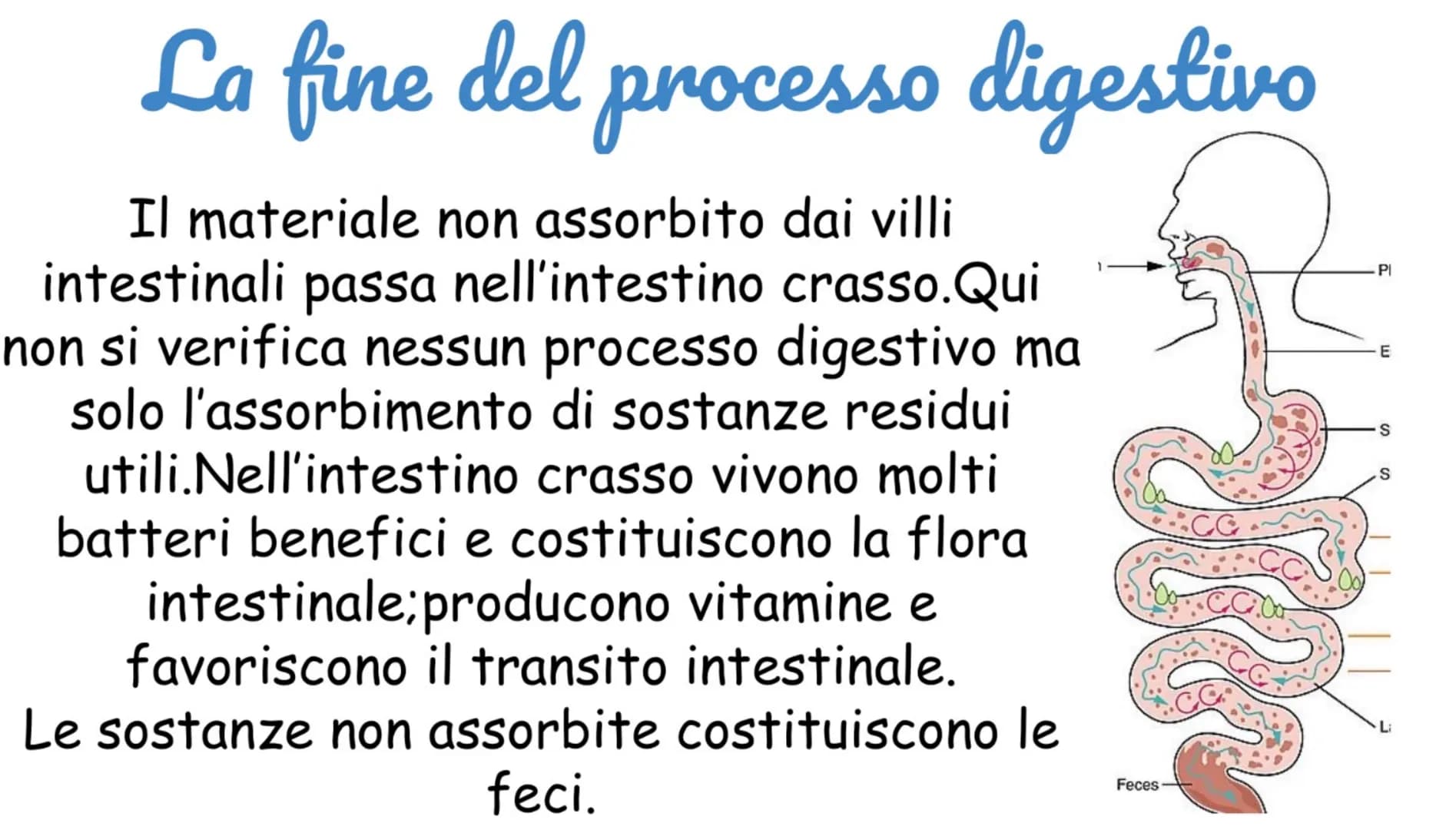 Apparato Digerente: Schema e Riassunto Facile per Bambini