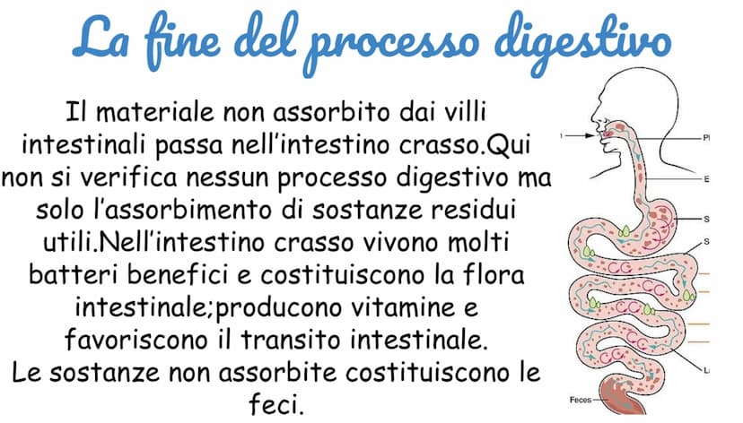 Apparato digerente
Ha il compito di elaborare,ingerire e
assorbire il cibo attraverso la
digestione.
L'apparato digerente è costituito da:
T