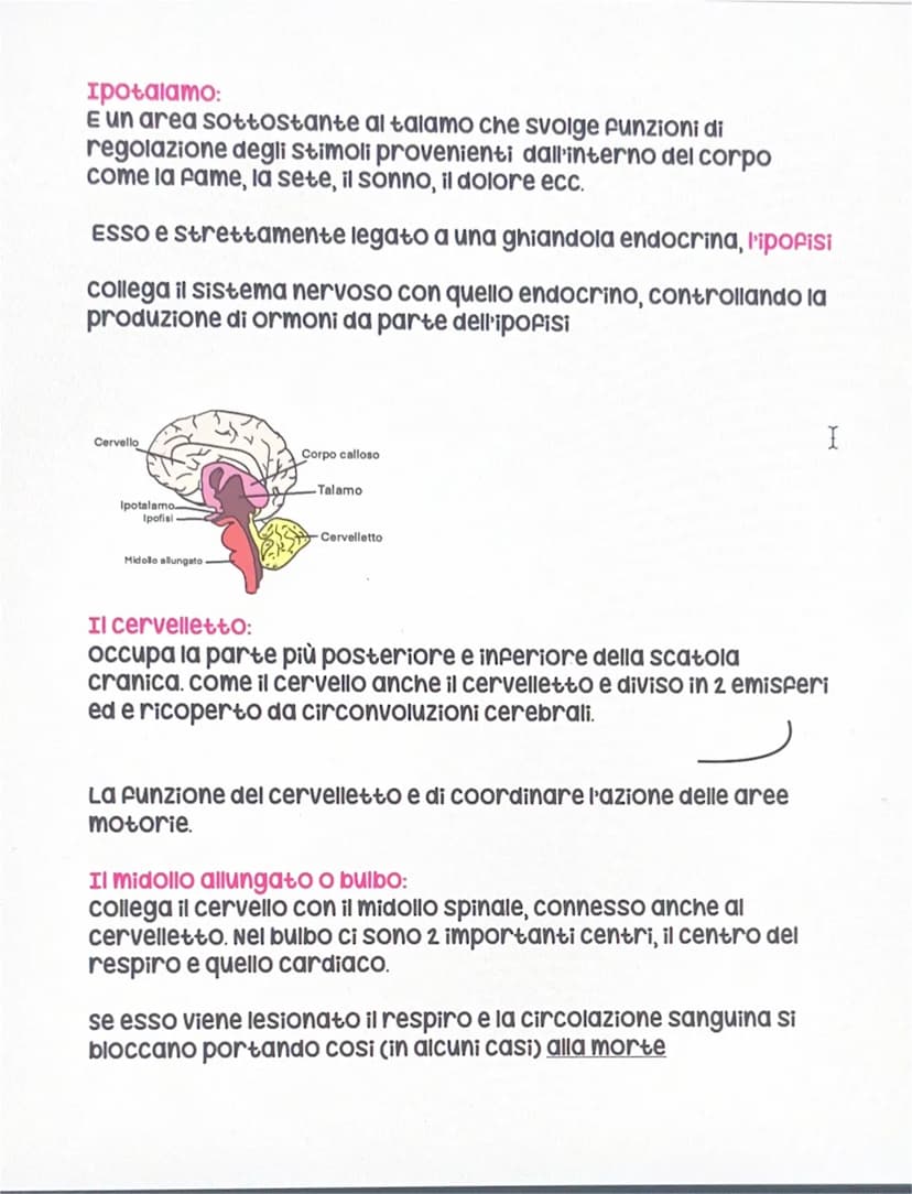 Il sistema nervoso
Sistema nervoso centrale
Encefalo
• Midollo spinale
●
sistema nervoso periferico
• Nervi
volontario
Autonomo
Il Sistema n